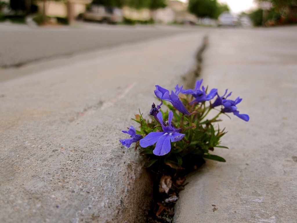 flowers-sidewalk-crack.jpg